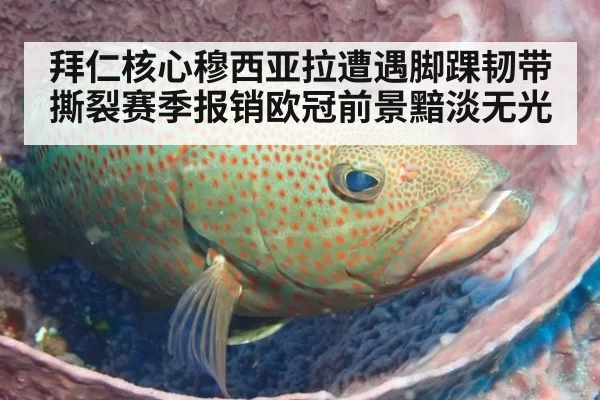 拜仁核心穆西亚拉遭遇脚踝韧带撕裂赛季报销欧冠前景黯淡无光